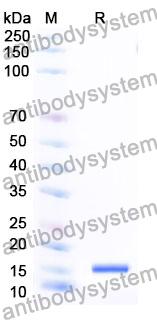 Anti-Human CD279/PDCD1/PD1 Nanobody (SAA1280)