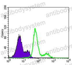 Anti-PDK1 Antibody (R3T58)