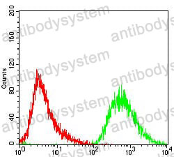 Anti-PDK2 Antibody (R3T60)