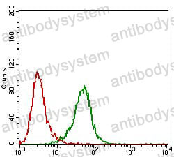 Anti-PDK2 Antibody (R3T59)