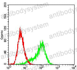 Anti-RPS6KA2 Antibody (R3T65)