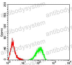 Anti-TTF1 Antibody (R3T66)