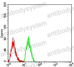 Anti-TTF1 Antibody (R3T67)