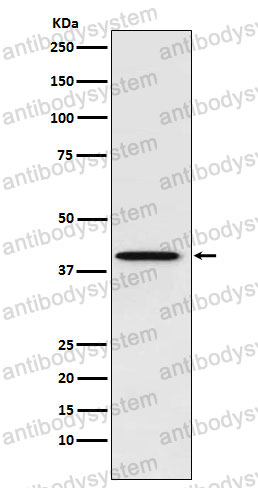Anti-PCBP1 Antibody (R2G26)
