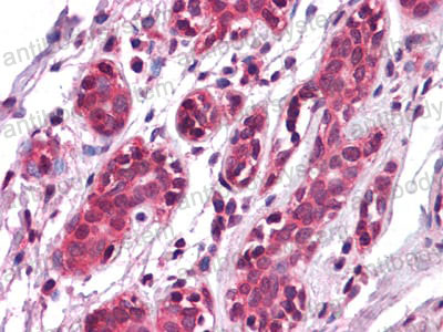 Anti-EPHA7 Antibody (R3T68)
