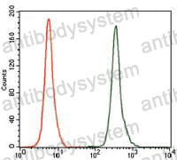 Anti-NR6A1 Antibody (R3T74)