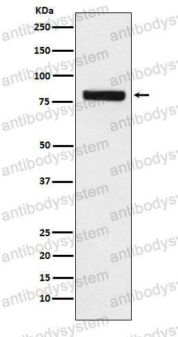 Anti-SEC23A Antibody (R2G40)