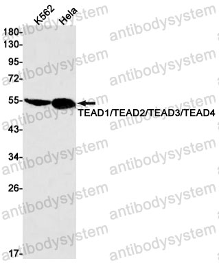 Anti-TEAD4 Antibody (R2G42)