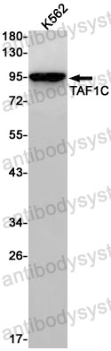 Anti-TAF1C Antibody (R2G43)