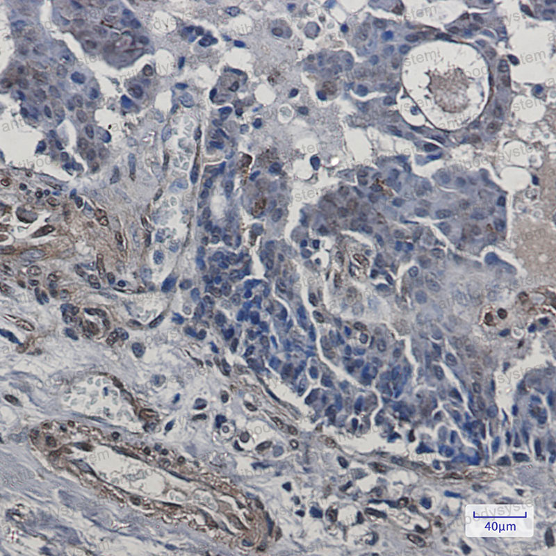 Anti-TRIP10 Antibody (R2G48)