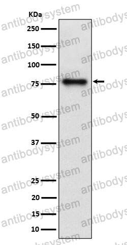 Anti-TRIP10 Antibody (R2G46)
