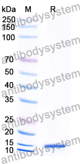 Anti-Human GPR68 Nanobody (SAA1363)