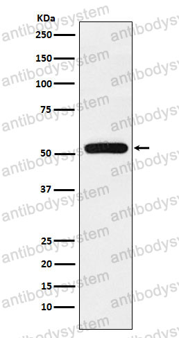 Anti-TAB1 Antibody (R2G57)