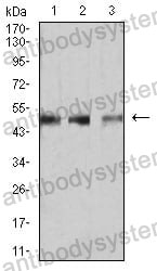 Anti-SMAD1 Antibody (R3U05)