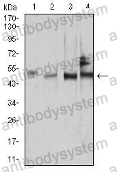 Anti-SMAD1 Antibody (R3U04)