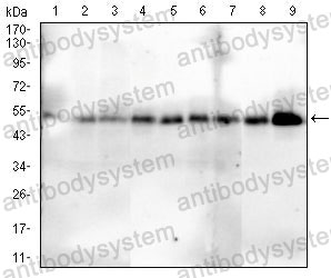 Anti-SMAD1 Antibody (R3U06)