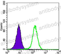 Anti-STK11 Antibody (R3U12)