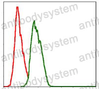 Anti-NEDD8 Antibody (R3U13)