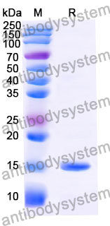 Anti-Human Adiponectin/ACRP30/ADIPOQ Nanobody (SAA1153)