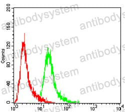 Anti-EZH2 Antibody (R3U19)