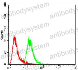 Anti-HSPB2 Antibody (R3U20)