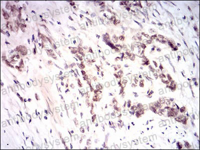 Anti-NFE2L2 Antibody (R3U23)