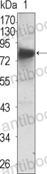 Anti-NTRK3/TrkC Antibody (R3U26)