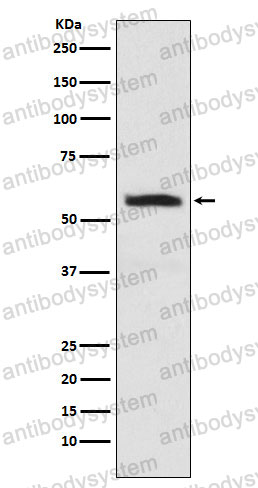 Anti-INA Antibody (R2G88)