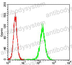 Anti-PKN1 Antibody (R3U29)