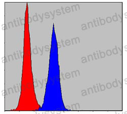 Anti-PKN2 Antibody (R3U30)