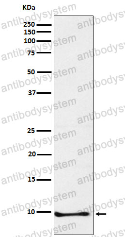 Anti-NNAT Antibody (R2G91)