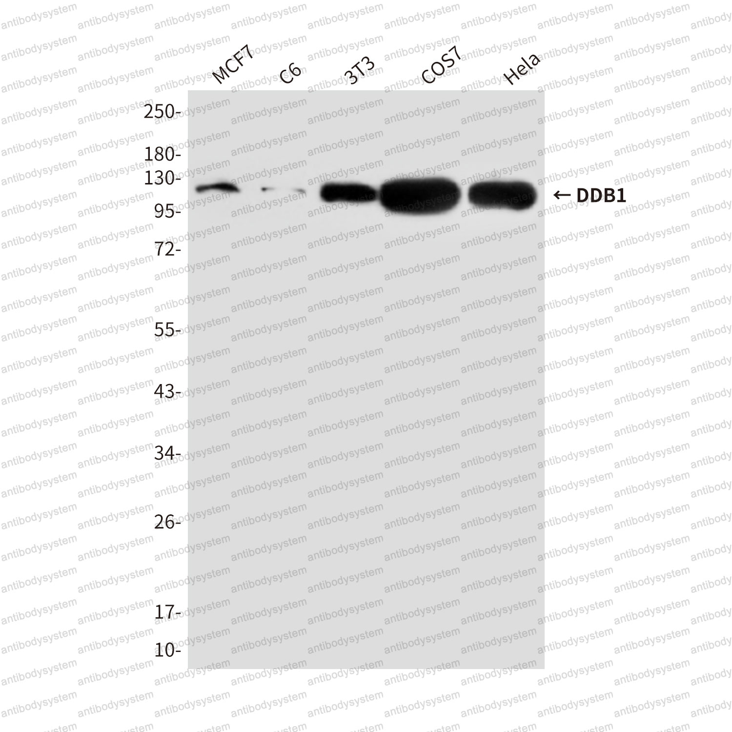 Anti-DDB1 Antibody (R3U31)