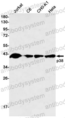 Anti-MAPK14/p38 Antibody (R2H01)