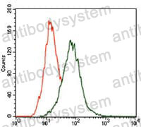 Anti-MAPK14 Antibody (R3U32)
