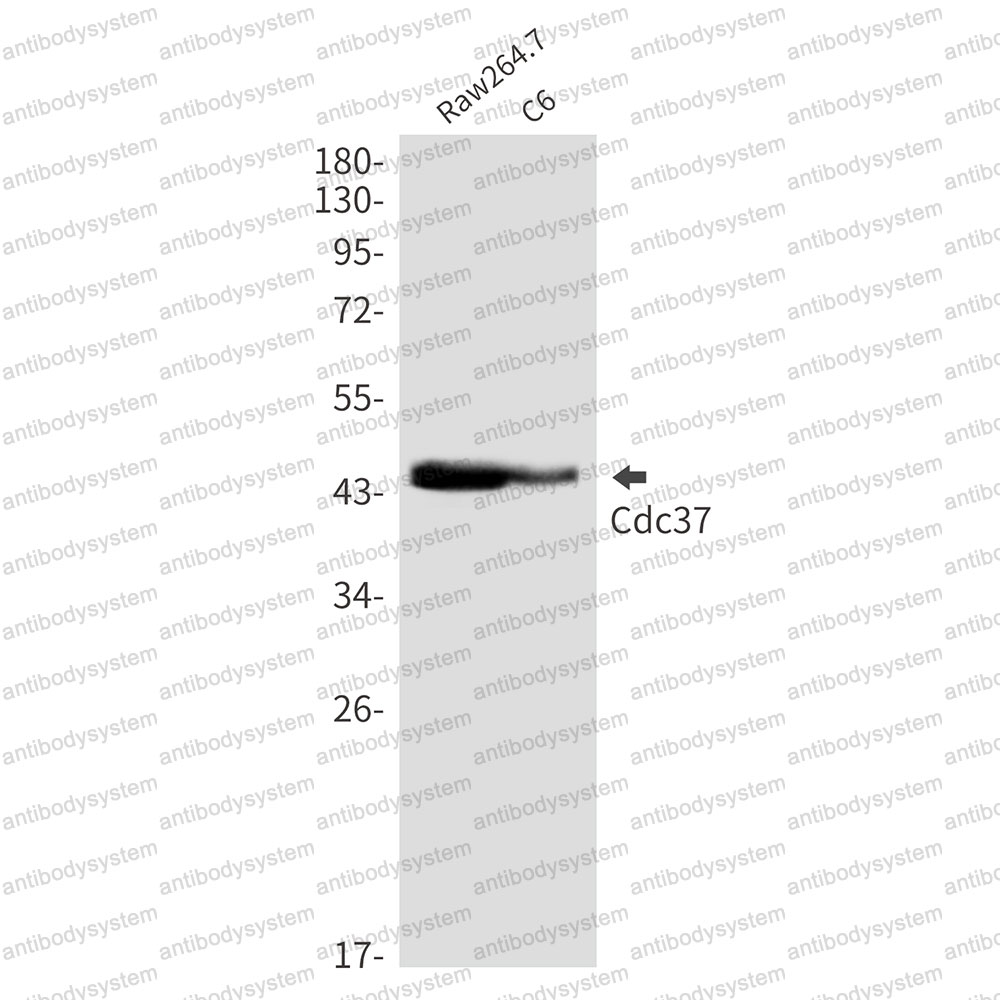 Anti-CDC37 Antibody (R2H04)