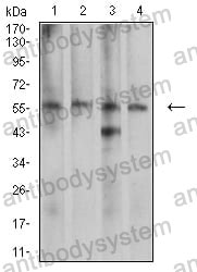 Anti-CDC37 Antibody (R3U36)