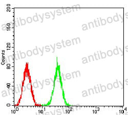 Anti-CDC37 Antibody (R3U35)