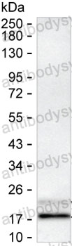 Anti-IL17A Antibody (R3U37)