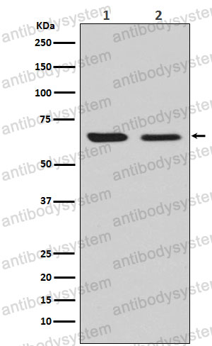 Anti-CRMP2/DPYSL2 Antibody (R2H07)