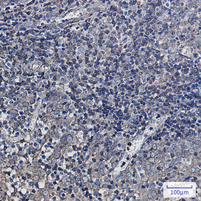 Anti-SYPL1 Antibody (R2H10)