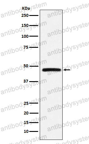Anti-CD234/ACKR1 Antibody (R2H11)