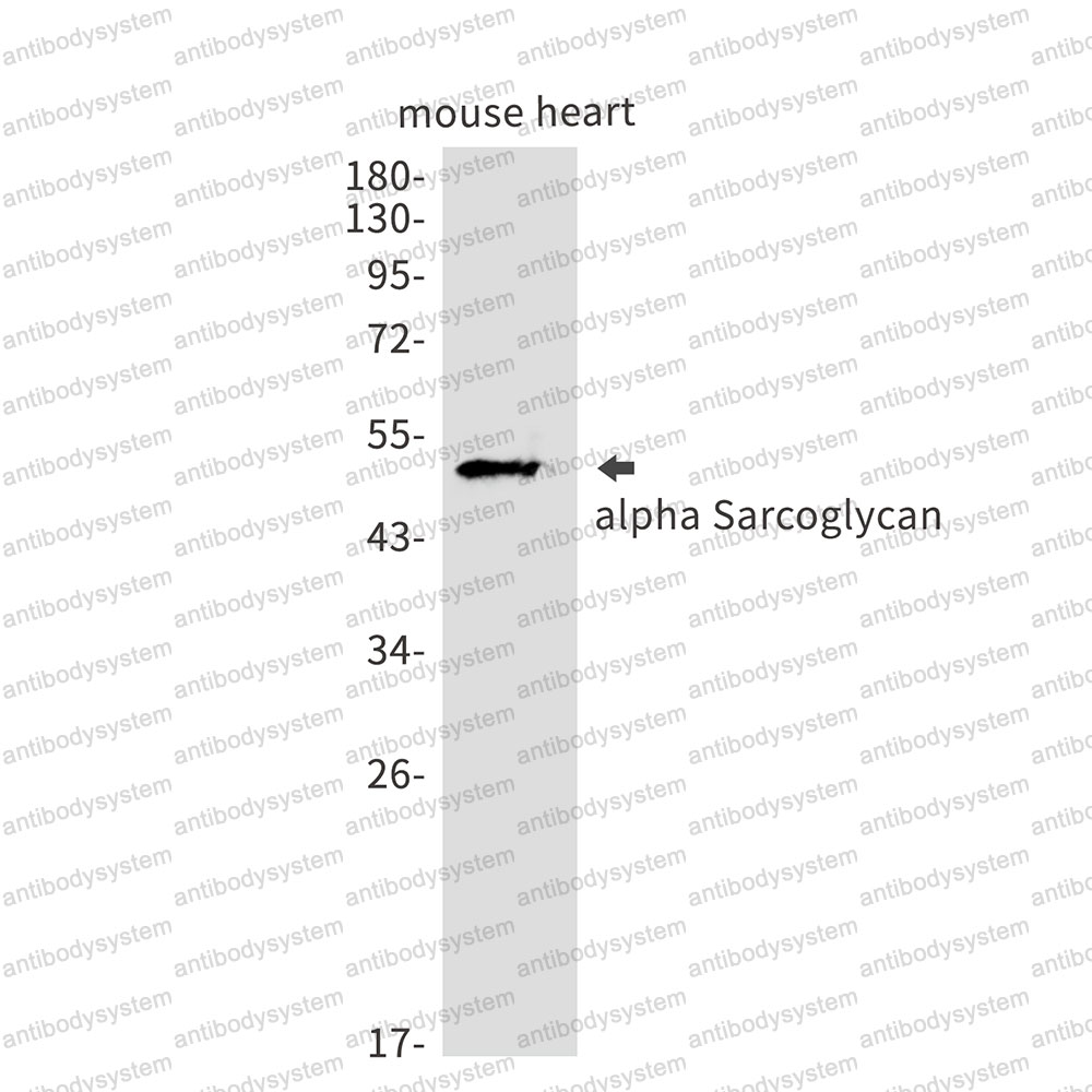 Anti-SGCA Antibody (R2H14)