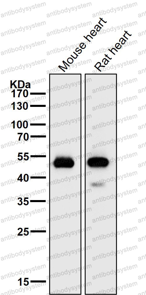 Anti-SGCA Antibody (R2H13)