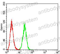 Anti-BAK1 Antibody (R3U41)