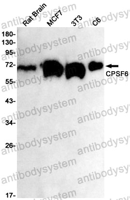 Anti-CPSF6 Antibody (R2H26)
