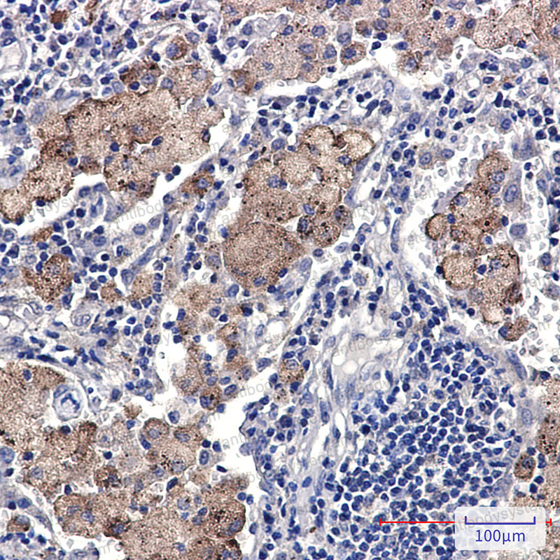 Anti-SMN1 Antibody (R2H29)