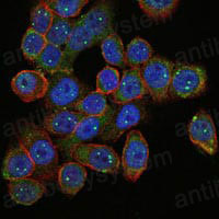 Anti-SMN1 Antibody (R3U44)