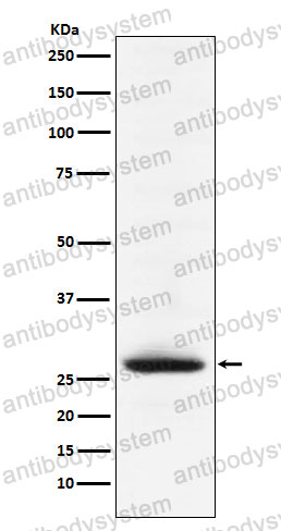 Anti-MOG Antibody (R2H36)