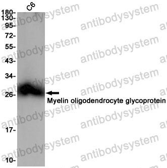 Anti-MOG Antibody (R2H38)