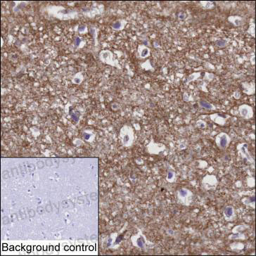Anti-MOG Antibody (R3U46)